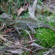 Southern angle headed dragon. Rainforest habitat Eastern Australia