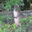 Pademelon - Thylogale thetis. Pademelons have small,compact-bodies.They inhabit the rainforest and wet sclerophyll particularly the edges.