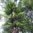 Crows nest fern.